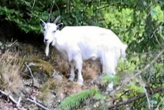 Den vita geten är på vift i Bastasjö.