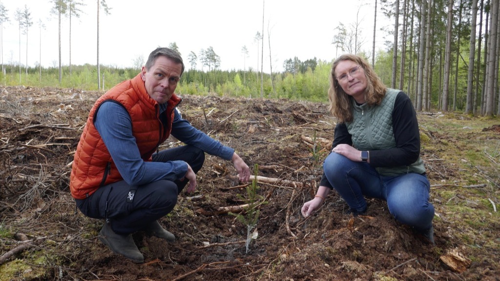 Nya metoder mot snytbagge ska säkra skogen i Götaland