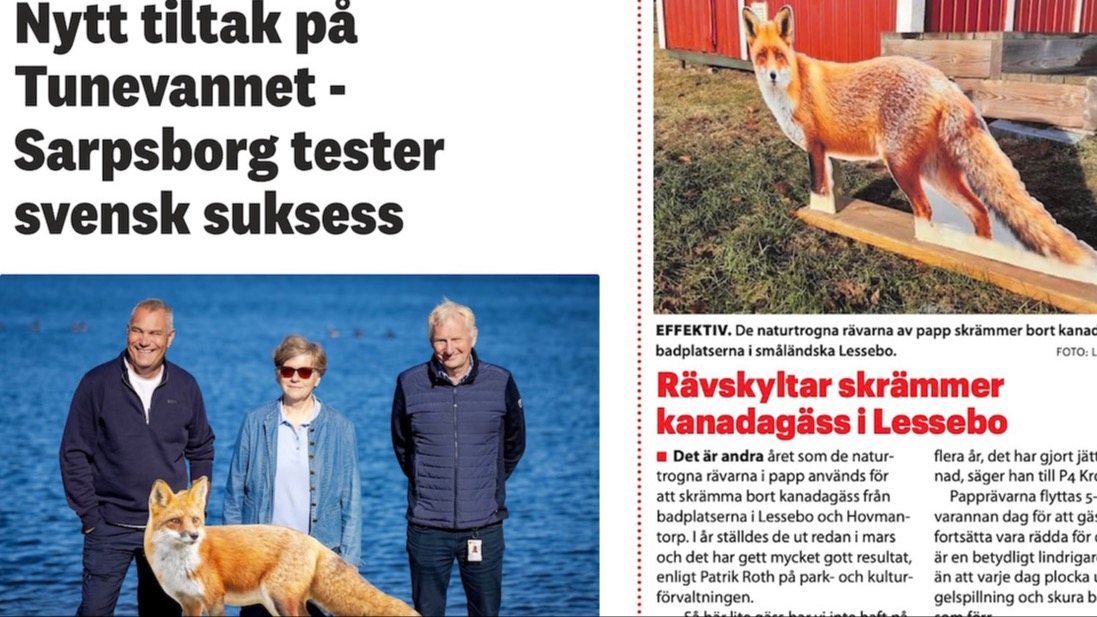 Så skrämmer Land bort kanadagäss – i Norge!