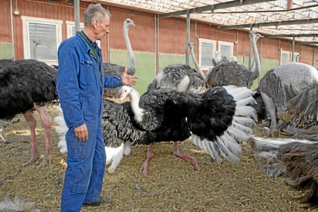 Gunnars strutsfarm har blivit måltavla för våldbejakande djurrättsaktivister i Djurfront.