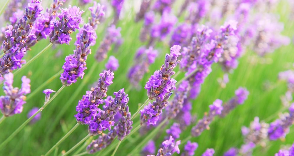 Lavendel i närbild.
