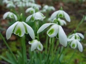 Dags för isdans i rabatterna – lyckas med vårens första blommor!