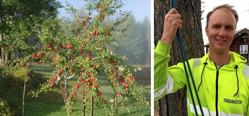 TRÄDEXPERT. Tobias Andersson är arborist i Falun.