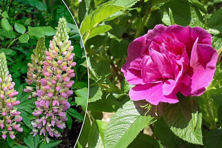 Snälla kusiner till invasiva växter. En Russel-lupin och en stillsam Hansa-ros.