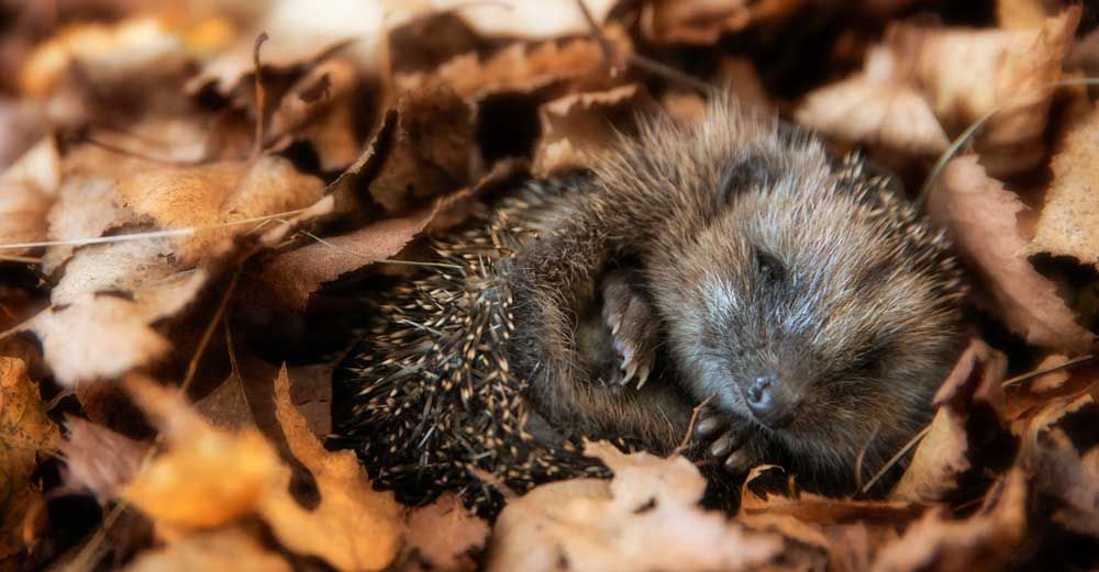 Igelkott sover hoprullad bland höstlöv