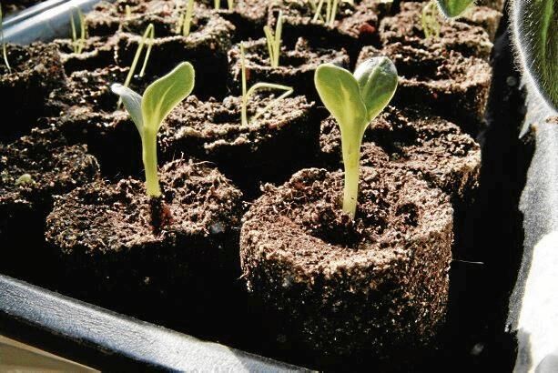 Gurkplantor och lök på väg upp ur var sin jordcylinder.
