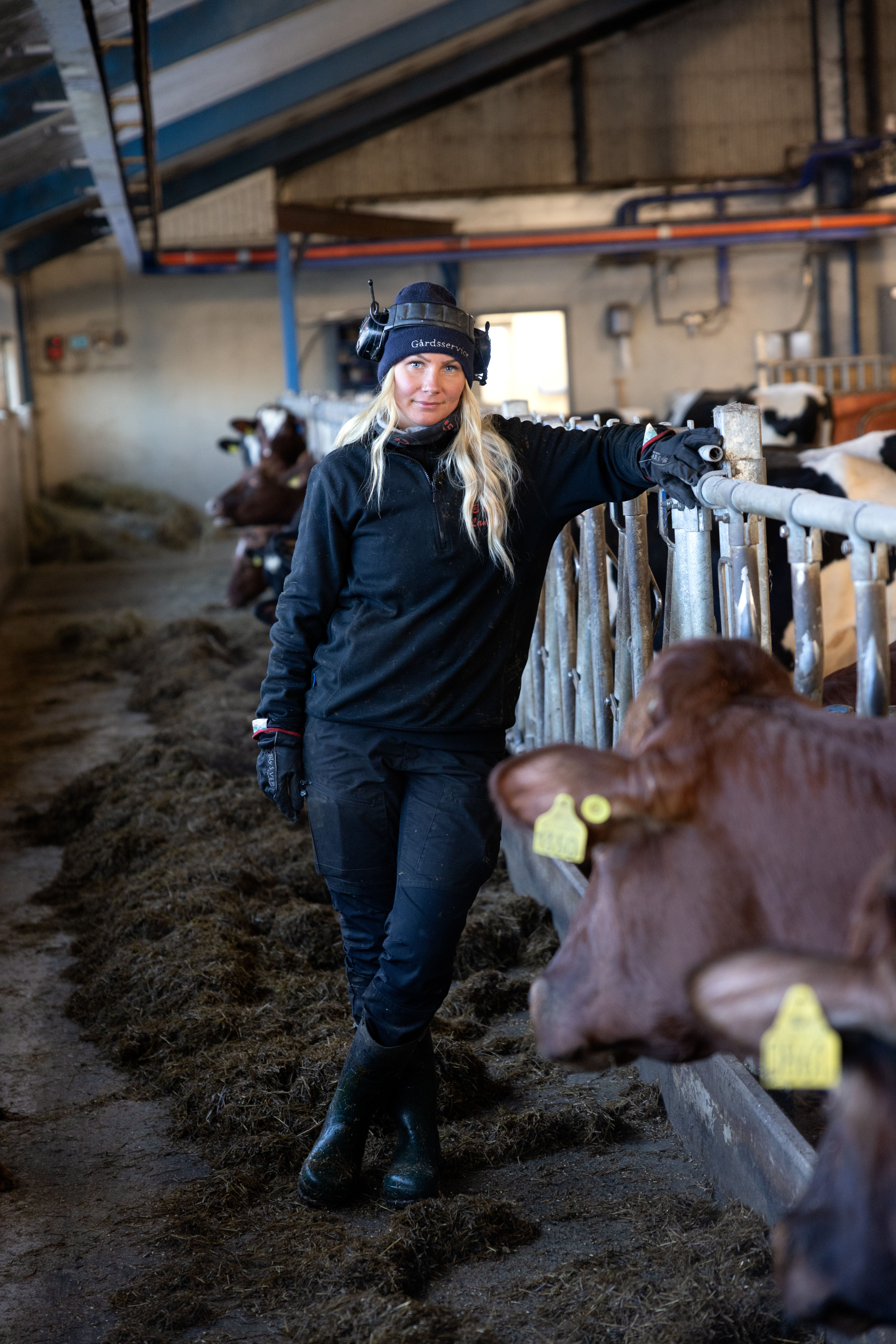 Desirée Lindberg med blont hår, mössa och arbetskläder  i ladugård med röda kor.