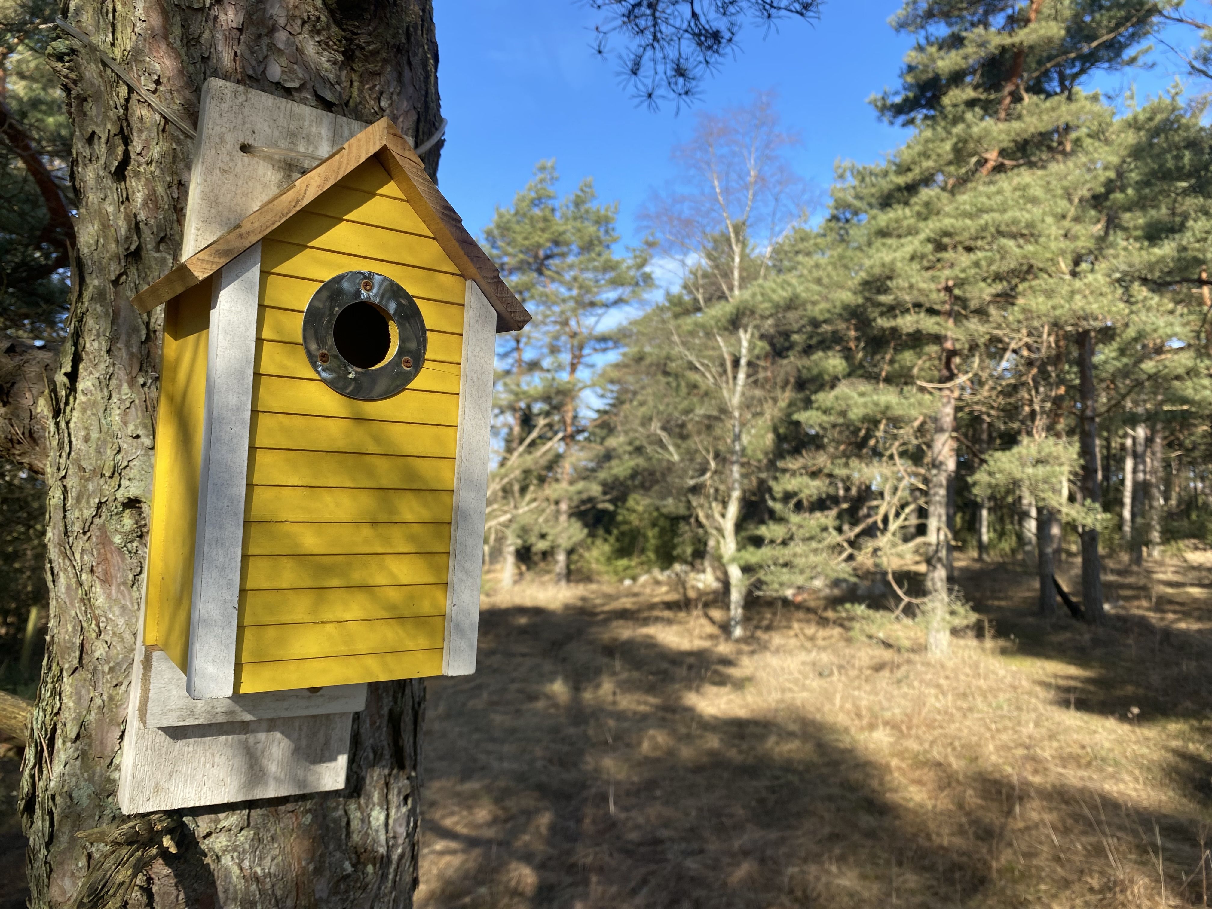 Fågelholk på träd, uppsatt med tvättlina.