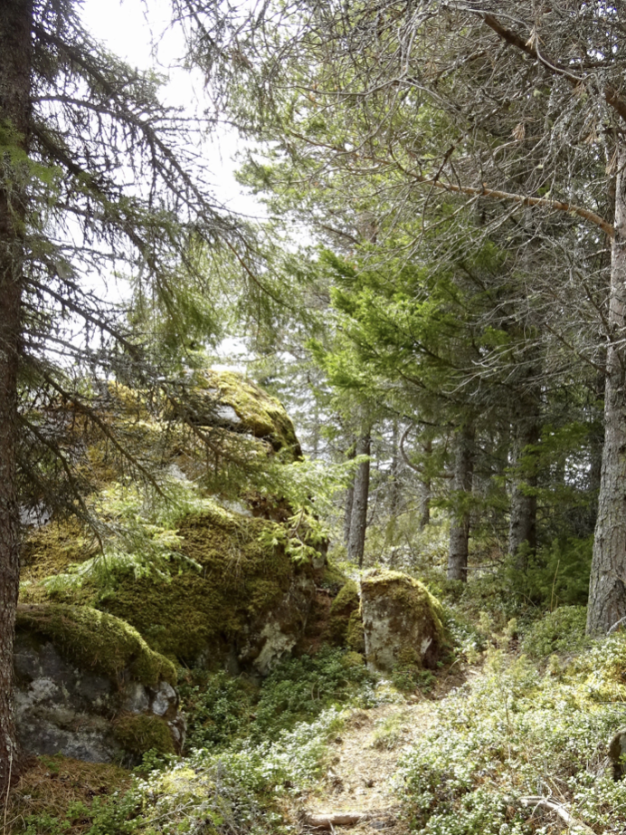Skogsstig som slingrar sig mellan mossklädda klippor och täta granar