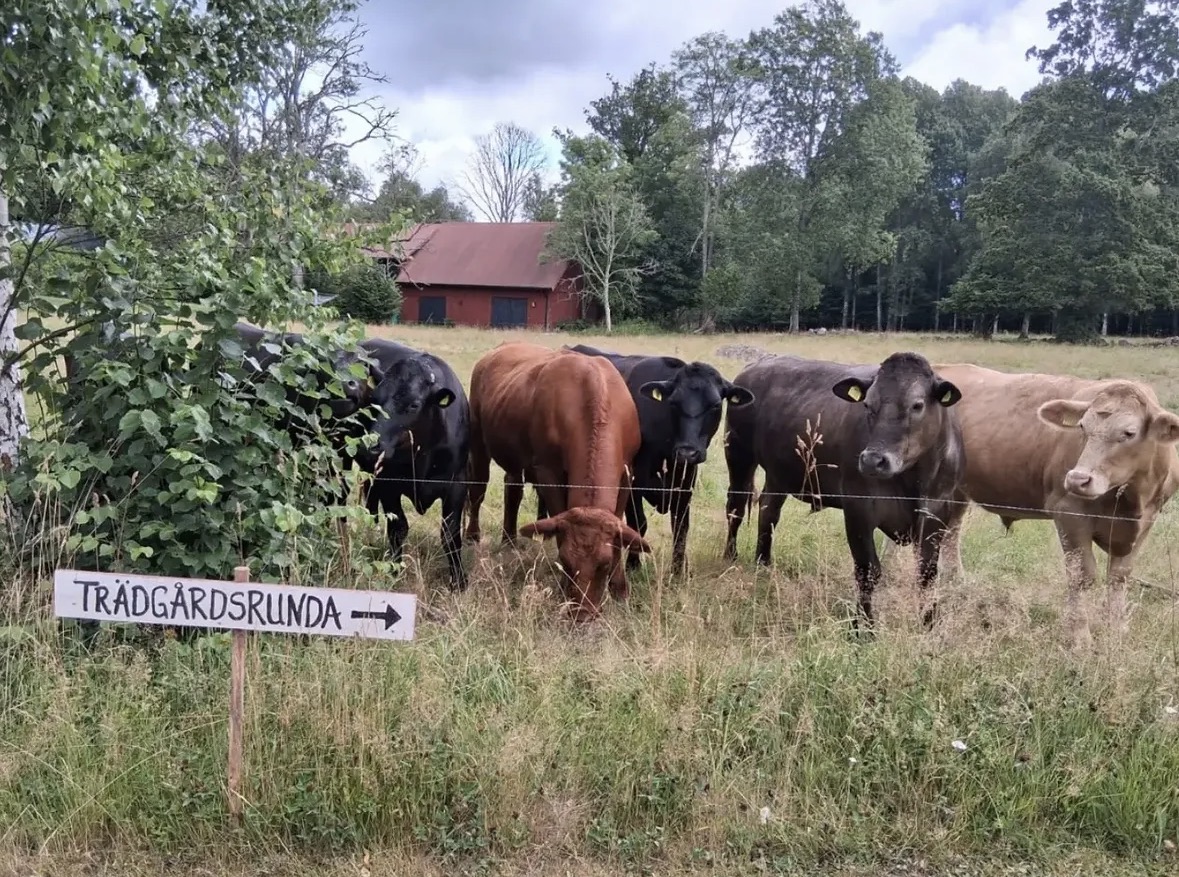 Bilder från Öppen trädgård. Kor står vid ett stängsel på en äng bredvid en skylt med texten ”Trädgårdsrunda”