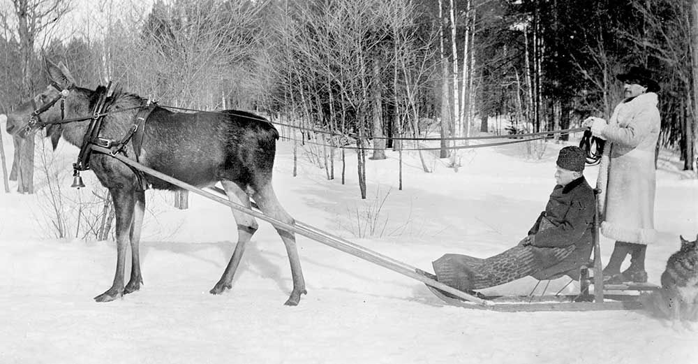 Älg som drar en släde med två personer i ett snöigt landskap.