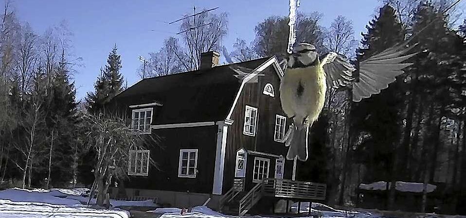 Den 2 april fångade övervakningskameran den här bilden på en törstig blåmes.