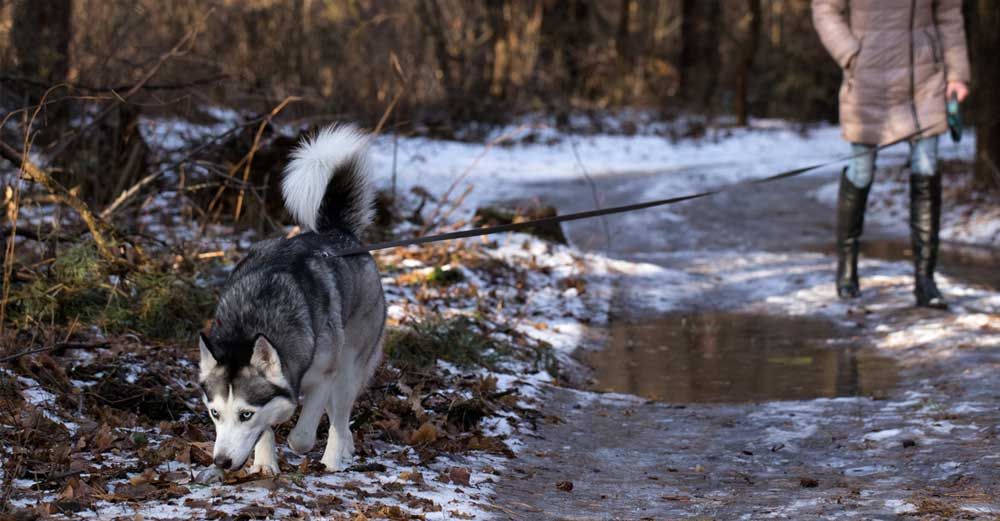 Husky nosar längs en isig skogsstig medan ägaren går bakom i kappa och stövlar