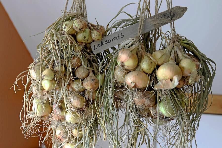 Potatislökar hänger på tork i väntan på utplantering.