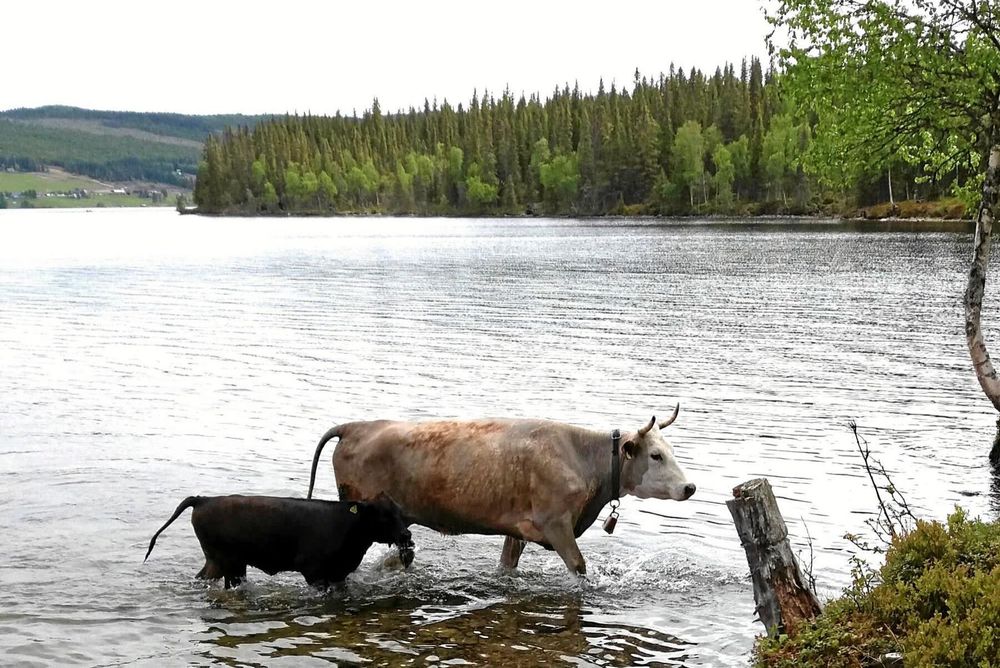 Efter simturen! En ko och hennes kalv går i land på ön mitt i jämtländska Jormsjön.