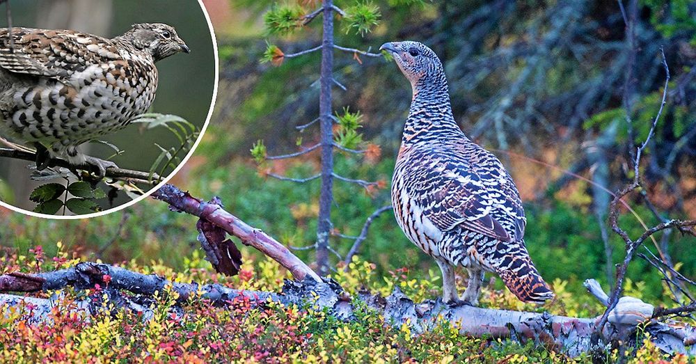 Rör det sig om en tjäder, järpe eller orre? Eller är det till och med en korsning? Åsikterna går isär.