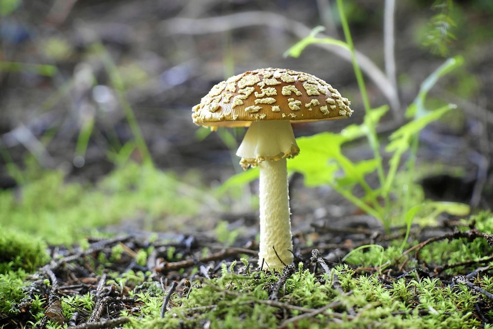 Även den bruna flugsvampen – som kan förväxlas med stolt fjällskivling – har mörk hatt med vita fjäll.