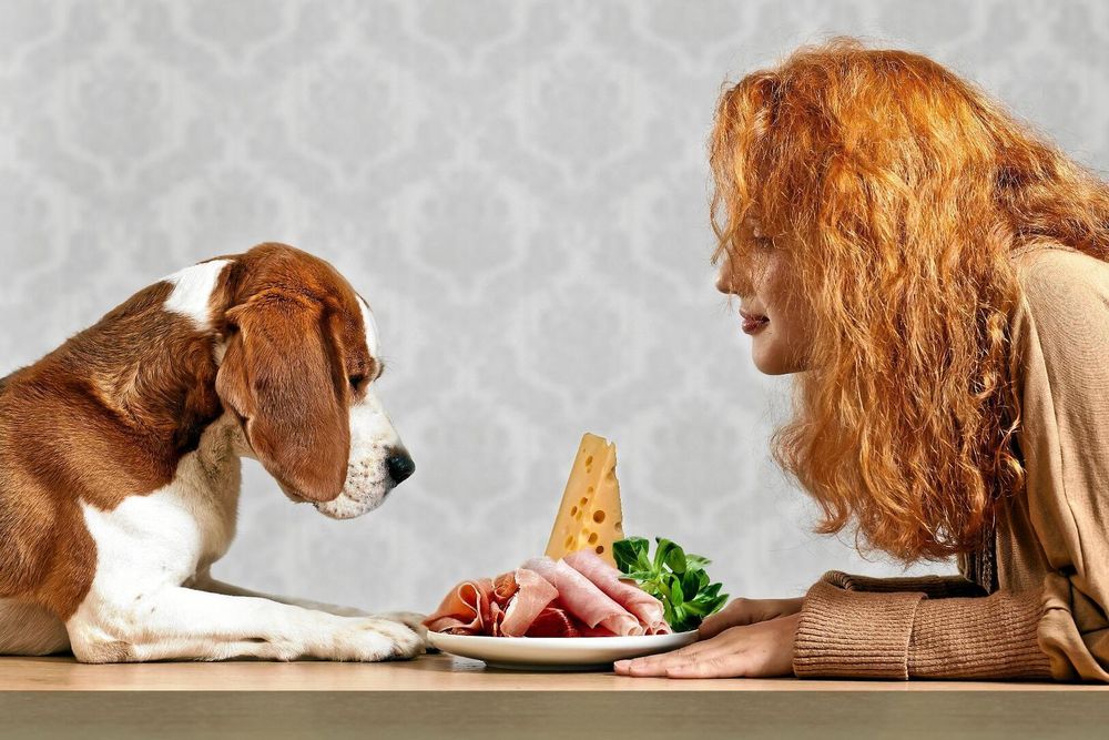 Ha eller inte ha? En liten bit ost är mer för hunden än du tror.