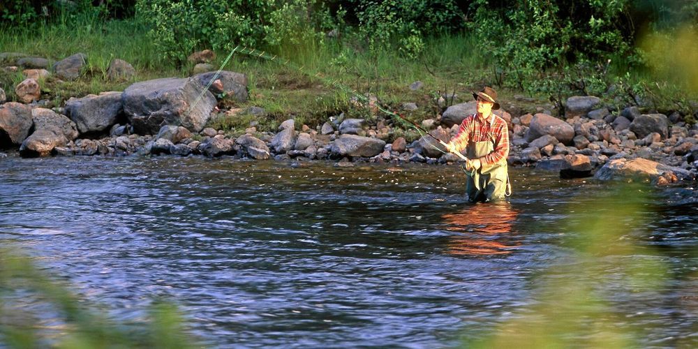 I två populära älvar, Vindelälven och Byskeälven i Västerbotten, råder det fiskeförbud.