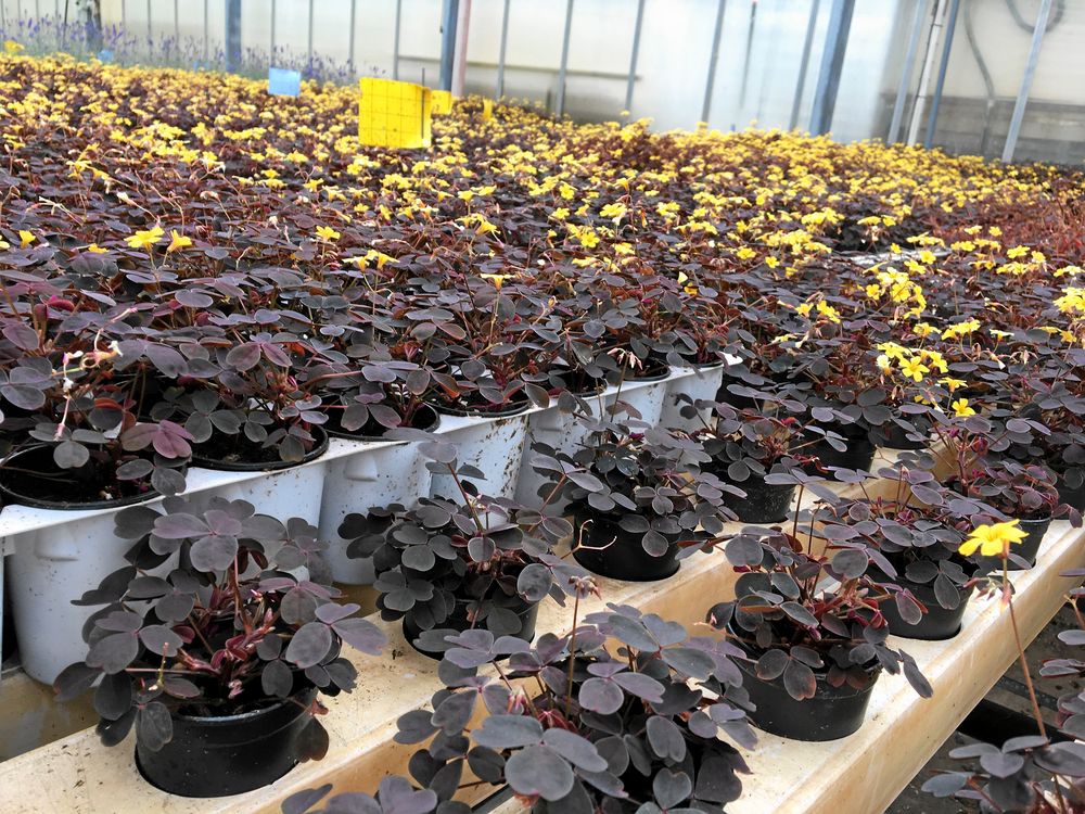 Rör oxalis odlas för restaurangbruk på företaget Orto Novo på Ekerö.