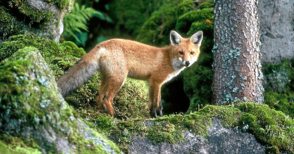 Rödräven klarar sig i alla miljöer och äter allt från älgkadaver till lingon. Åtminstone i Holland har det också visat sig finnas färre fästingar där räven är vanlig.