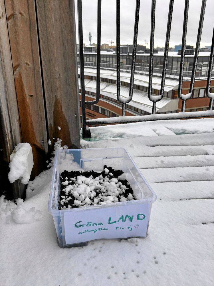 Lands redaktion nappade också och sådde spenat i snön på redaktionens terrass. Foto: Kristina Bäckström