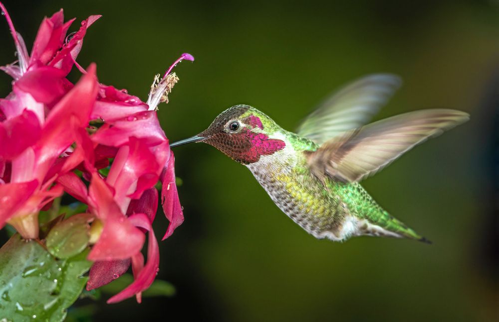 Kolibri pickar på novemberkaktus.