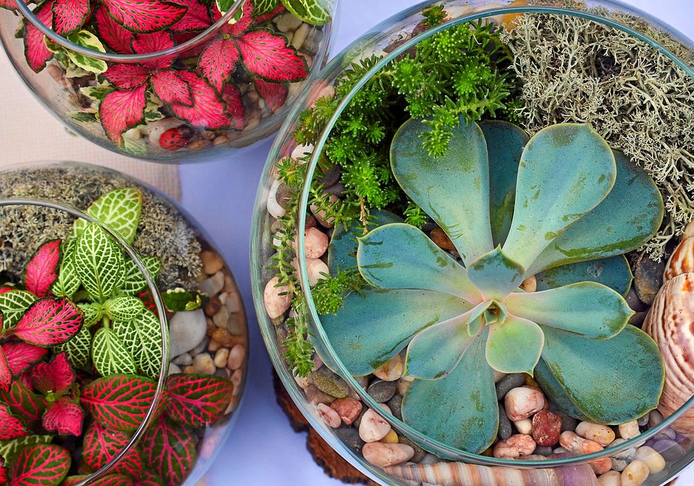 Här är bladen själva grejen. Åderblad finns i många olika färger. Foto: Istock