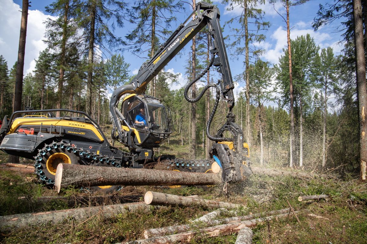 Skogsmaskin som fäller och kapar träd i barrskog