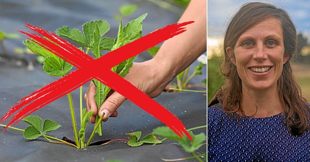 Bekämpa ogräset utan plast – jo det går! Miljövetaren Annevi Sjöberg vet hur du gör.