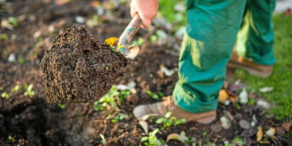 Folkhälsomyndigheten tror att hantering av vanlig trädgårdsjord har orsakat ovanligt många fall av legionellainfektion i Sverige, troligen på grund av den starka värmen. Foto: Istock