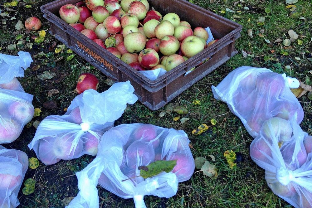 Äpplen i ett plasttråg och äppplen i plastpåsar ligger utspridda på gräsmatta.