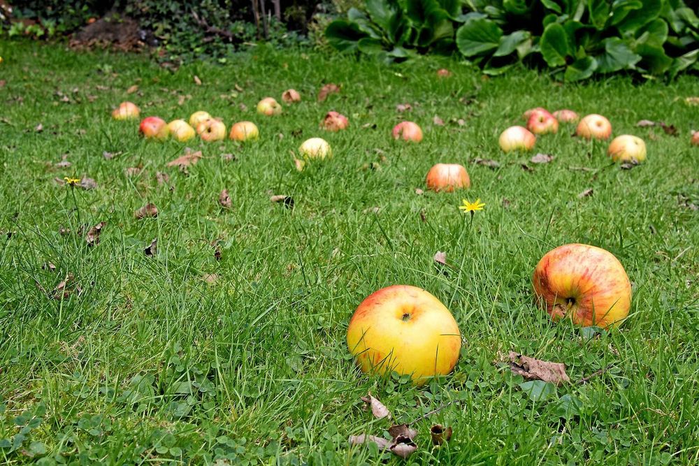 Gräsmattorna fylls av fallfrukt som ägarna inte orkar eller hinner plocka. Men det finns flera sätt att låta frukten komma till användning.