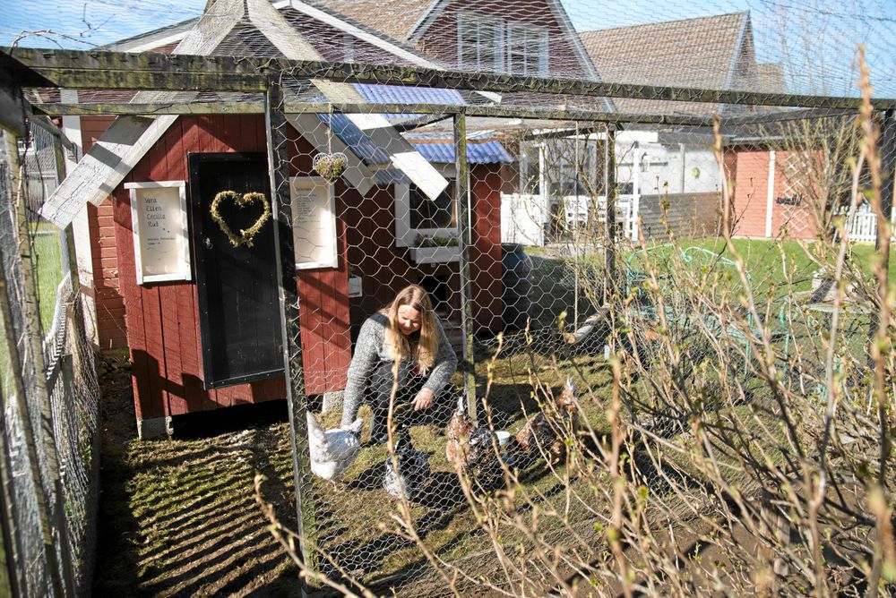 Hönsgården är byggd enligt konstens alla regler – och sedan lite till. Förutom lekstugan med till bygget har Camilla planterat buskar som ger skugga samt fixat en liten gungpinne till hönorna.