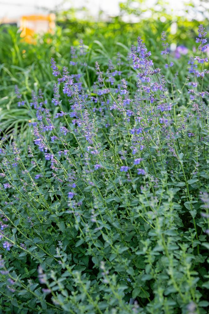 Högväxande växt med små lila blommor och buskigt grönt bladverk