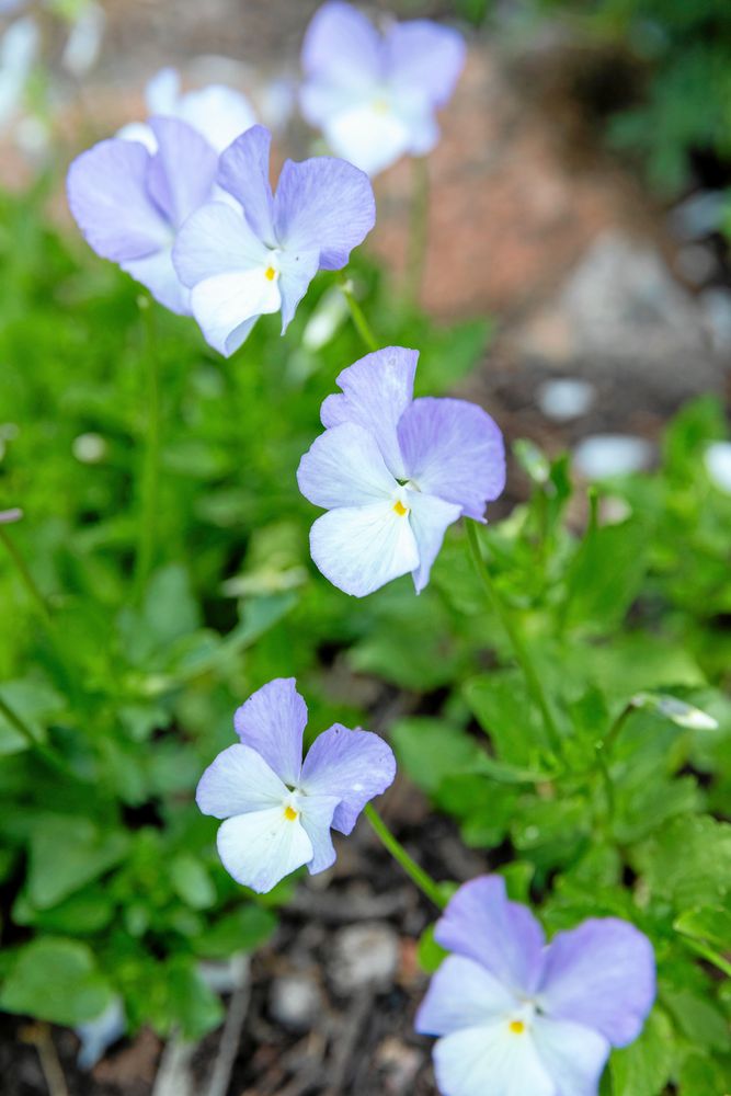 Ljuslila och vita penséer som blommar i en grön trädgårdsrabatt