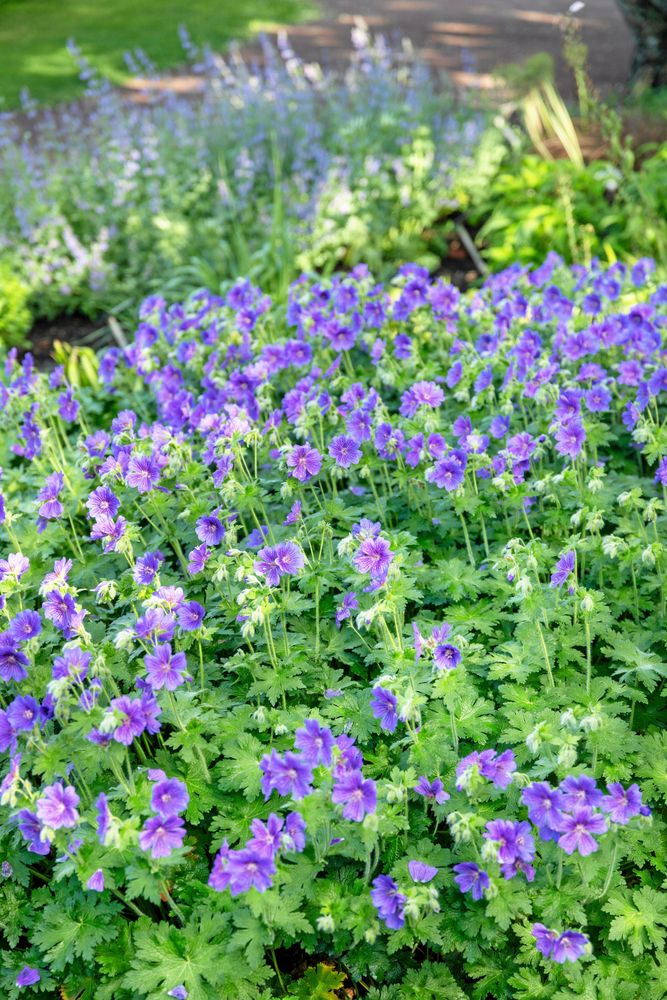 Lila blommor i frodig rabatt i soligt trädgårdsparti