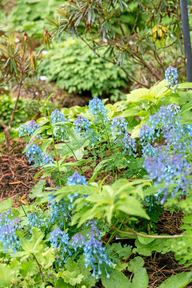 Blå vilda blommor i en grönskande trädgårdsplantering
