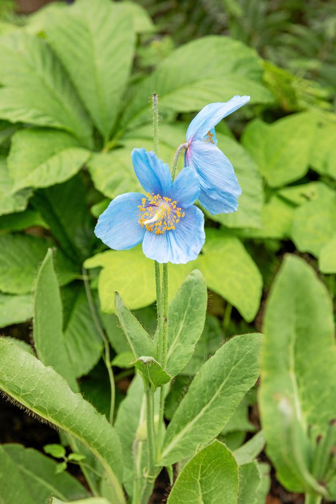 Blå vallmoliknande blomma med gula ståndare bland gröna blad i trädgård