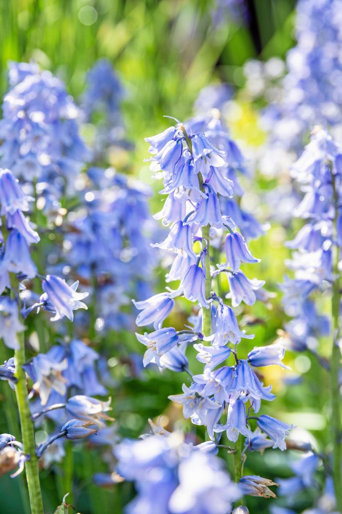 Blå klockblommor i klunga mot suddig grön bakgrund