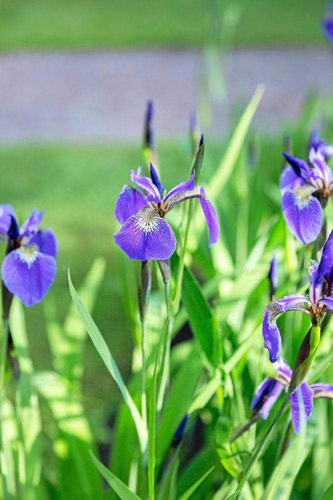Närbild på lila irisar med gröna blad i trädgård