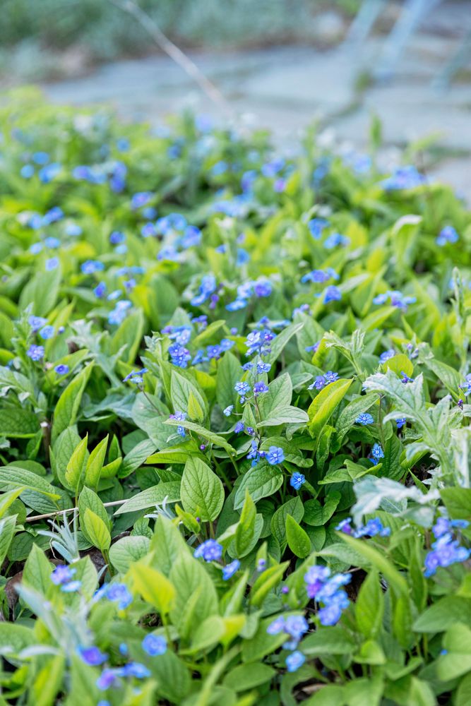 Tät växtmatta av gröna blad med många små blå vårblommor