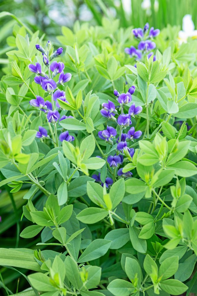 Grön växt med små lila blommor som sticker upp bland täta blad