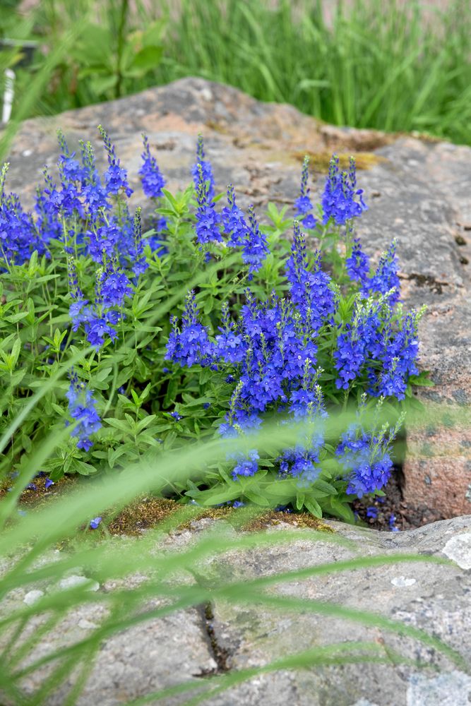 Blå blommor som växer mellan stenar omgivet av grönt gräs