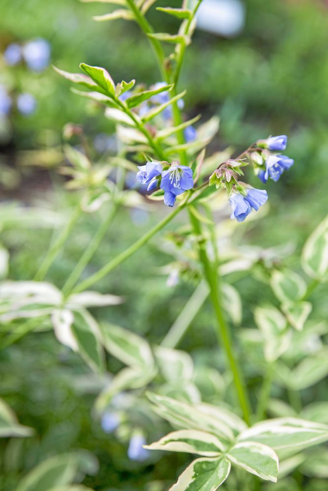 Närbild på blå klockformade blommor med brokiga gröna och vita blad i trädgård
