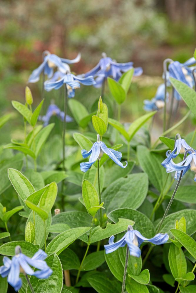 Närbild på blå klematisblommor bland gröna blad i trädgårdsmiljö