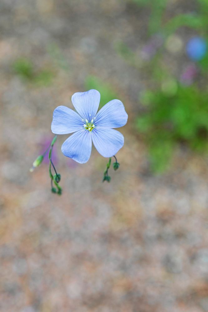 Närbild på en ensam blå blomma mot suddig naturbakgrund