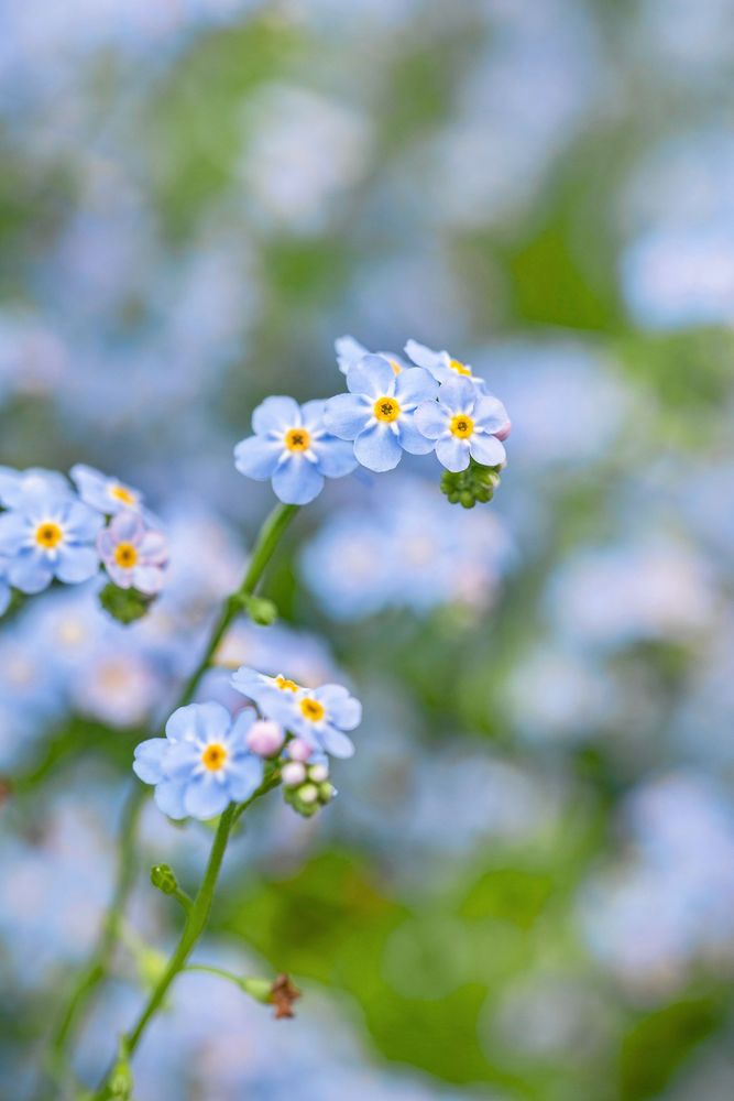 Ljusblå små vårblommor av förgätmigej i mjukt fokus utomhus