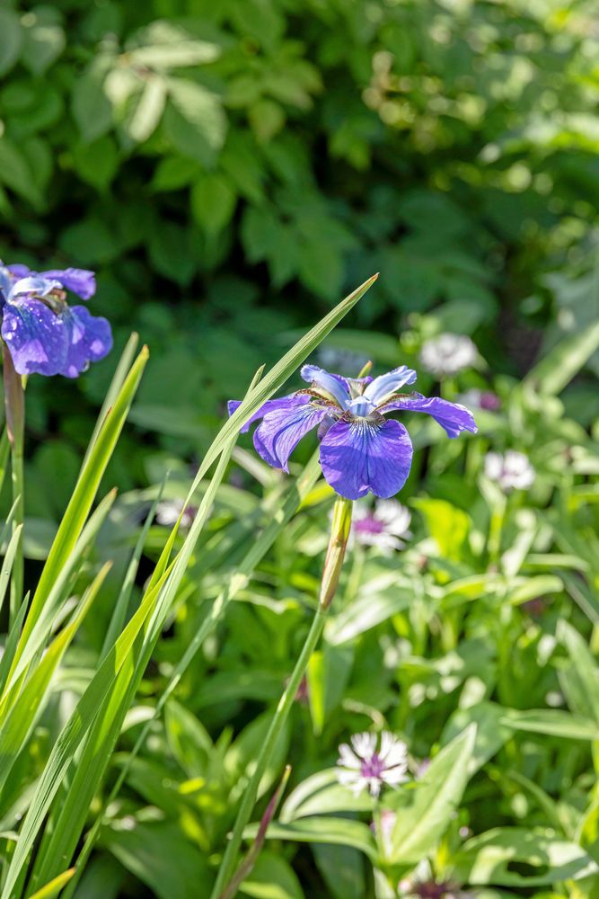 Närbild på lila irisblomma bland gröna blad i solsken