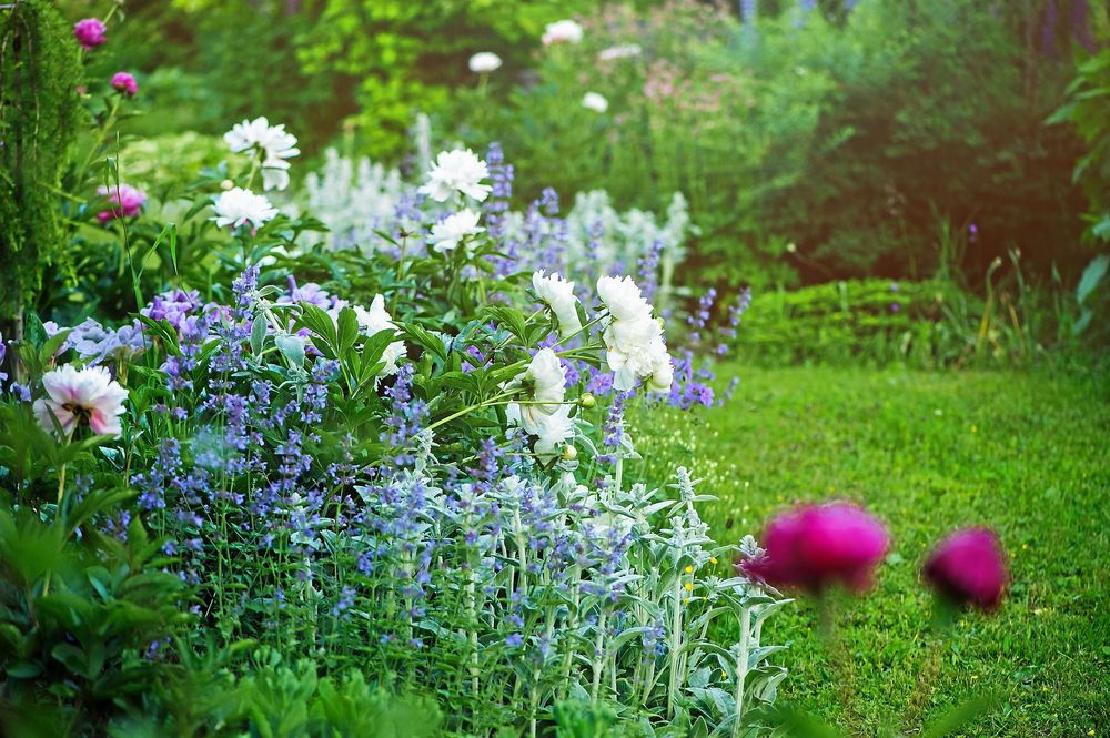 Blomsterrabatt med vita pioner och lila blommor i solbelyst trädgård
